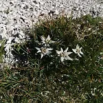 Apartma Jezero Mig Bohinj