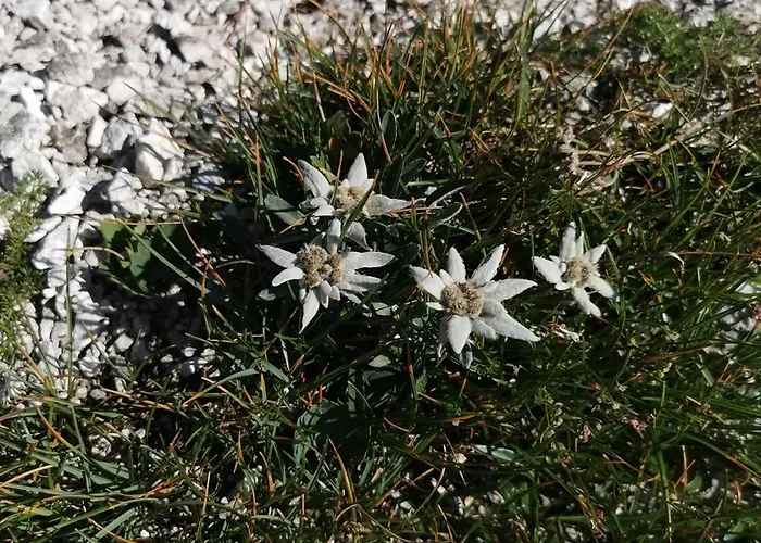 Apartma Jezero Mig Bohinj